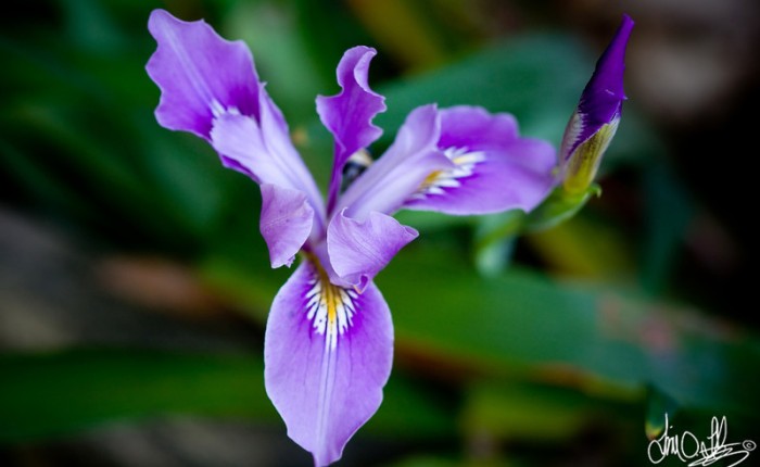 The Wild Iris